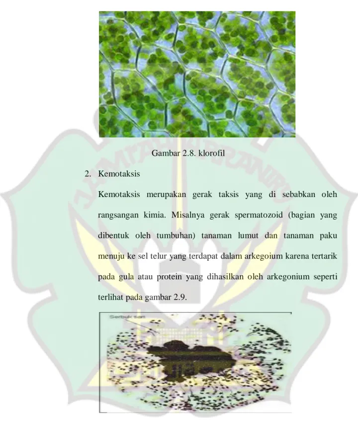 Gambar 2.8. klorofil  2.  Kemotaksis 