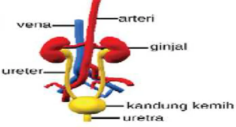 Gambar 2.2 Struktur Ginjal Manusia 46
