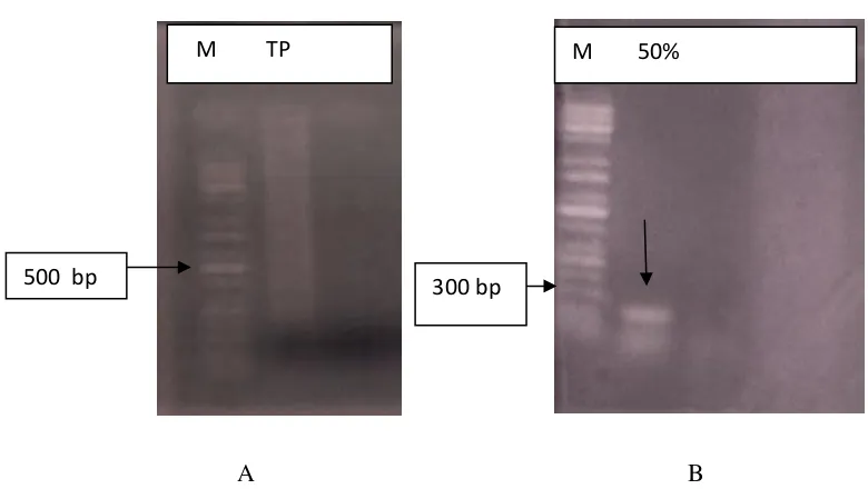 Gambar 1 . Hasil optimasi variasi pengenceran sampel. A : Kontrol positif yang tanpa pengenceran, B: 