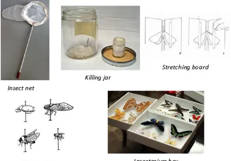 Gambar 1. Peralatan yang digunakan dalam koleksi kupu-kupu serta teknik pembuatan insectarium   