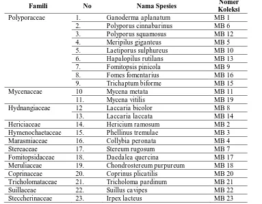 Tabel 1. Hasil inventarisasi jamur pelapuk kayu di Hutan Lereng Selatan Gunung Merbabu Jawa Tengah Nomer 