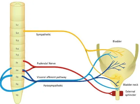 Figure 1. Nerve pathway of bladder function