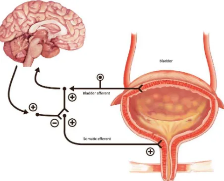 Figure 2. The guarding reflex promotes continence and allows the outlet to contract the urinary sphincter during peri--ods of stress