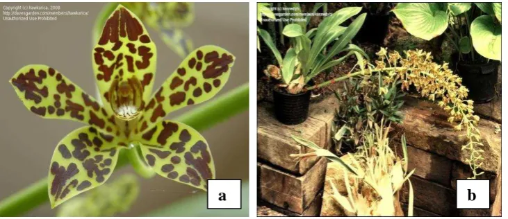 Gambar 3.1. Struktur Morfologi Grammatophyllum scriptum 