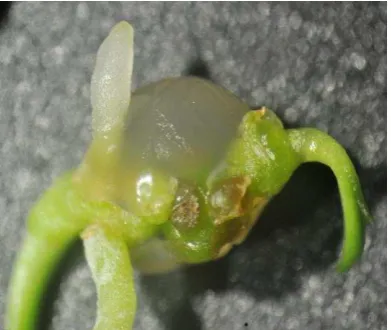 Gambar 3.3.  Tunas Biji Sintetis G. scriptu