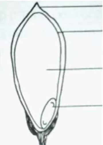 Gambar 4. Buah padi dan bagian-bagiannya: (a) Sekam, (b) Bekatul,   (c) Endosperm, dan (d) Embrio 