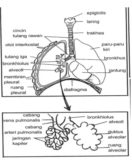 Gambar. Organ Respirasi  pada Mamalia 