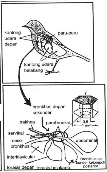 Gambar. Organ Respirasi  pada Unggas 