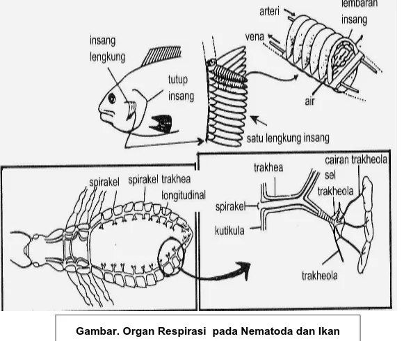 Gambar. Organ Respirasi  pada Nematoda dan Ikan 