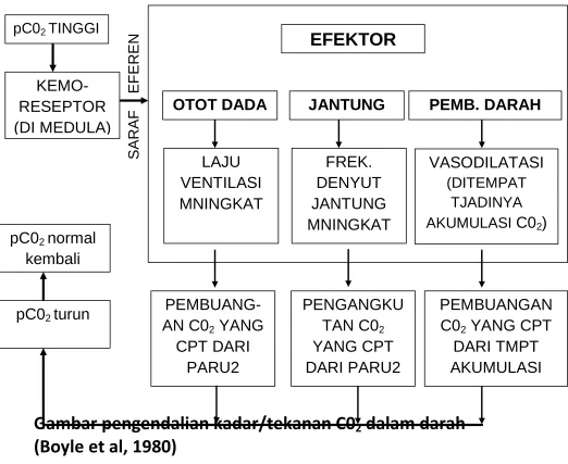 Gambar pengendalian kadar/tekanan C02 dalam darah  