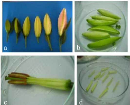 Gambar 1. Tahapan percobaan pembentukan ka- ka-lus lili (a) kuncup bunga lili, (b) daun  bunga/mahkota bunga lili, (c) kepala  putik, (1) tangkai putik, (2) benangsari,  (3) tangkai sari, (4)  (d) tangkai sari  sebagai eksplan (Experimental stage for  call