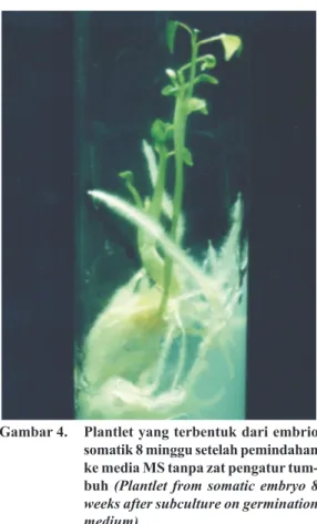 Gambar 4.  Plantlet yang terbentuk dari embrio  somatik 8 minggu setelah pemindahan  ke media MS tanpa zat pengatur  tum-buh  (Plantlet  from  somatic  embryo  8  weeks after subculture on germination  medium)