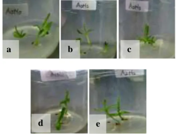 Gambar 1.  Tunas dan daun pada perlakuan tunggal air kelapa  (a) A0N0; (b) A1N0; (c) A2N0; (d) A3N0  Tinggi tanaman 