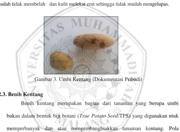 Gambar 3. Umbi Kentang (Dokumentasi Pribadi)  2.3 . Benih Kentang  