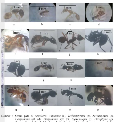 Gambar 4 Semut pada S. caseolaris: Tapinoma (a), Technomyrmex (b), Neivamyrmex (c), 