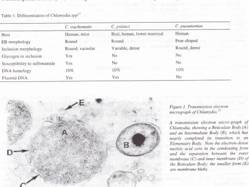 Table I . Diil-erentiatio n ot Chlamydia spptl