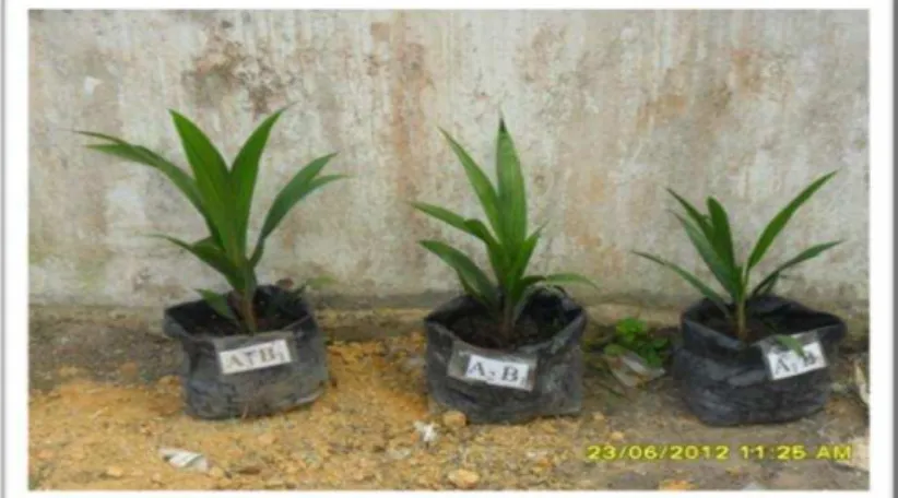 Gambar 1. Tinggi bibit tanaman kelapa sawit pada umur 6 bulan setelah diberi  perlakuankompos TKKS dengan lama pengomposan yang berbeda