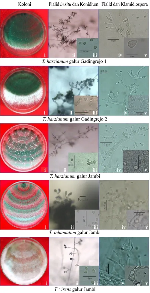 Gambar 1  Morfologi koloni Trichoderma spp. pada medium agar-agar dekstrosa kentang pada  suhu 27 °C