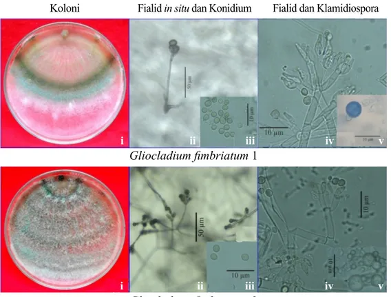 Gambar 2  Morfologi koloni Gliocladium fimbriatum pada medium agar-agar dekstrosa kentang