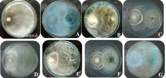 Gambar  1  menunjukkan  bahwa  pengamatan  visual  uji  daya  hambat  Trichoderma  spp