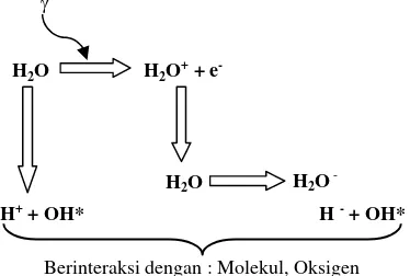 Gambar 4. Interaksi sel dengan sinar gamma sehinggaterbentuk radikal bebas OH*