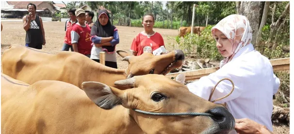 Gambar 3. Pemberian Vitamin dan Obat Cacing pada Sapi Bali 
