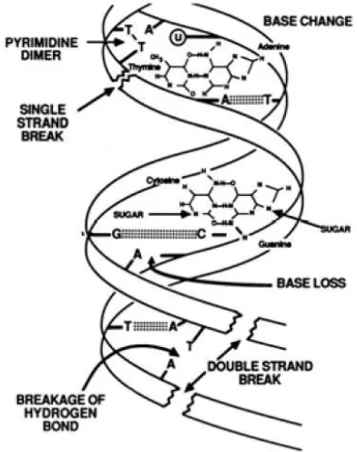 Gambar 2.   Kerusakan pada struktur DNA akibat pajanan radiasi pengion, terdiri dari putusnya ikatan hidrogen antar basa nitrogen DNA, hilangnya basa, terputusnya satu untai atau dua untai DNA [12]