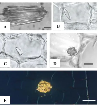 Gambar 1.  Morfologi kristal kalsium oksalat pada tanaman secara umum. (A) Kristal rafida ujung runcing pada Amorphophallus konjac (Bar = 20 µm) [5]; (B) Kristal bentuk stiloid pada mahkota bunga Helianthus annuus (Bar = 10 µm) [6]; (C) Kristal bentuk prisma pada mahkota bunga Helianthus annuus (Bar = 10 µm) [6]; (D) Kristal bentuk druse pada sel empulur batang Inula graveolens (Bar = 10 µm) [7]; (E) Kristal pasir pada Dieffenbachia maculate (Bar = 50 µm) [8] 