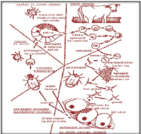 Gambar 3. Siklus Hidup Babesia sp. pada Sapi (Bock et al., 2004) 