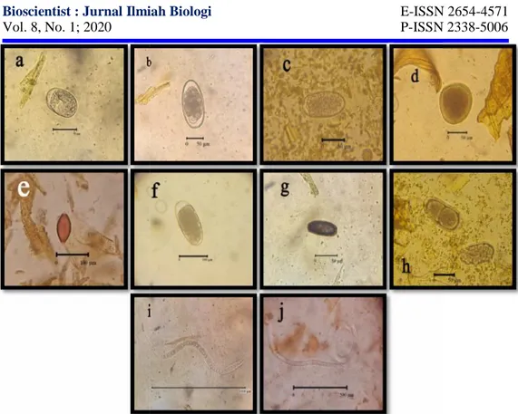 Gambar 1. Jenis Telur Cacing Nematoda yang Ditemukan pada Feses Sapi Bali di Desa Taman Ayu yaitu: a) Strongyloides papillosus; b) Trichostrongylus spp.; c) Haemonchus