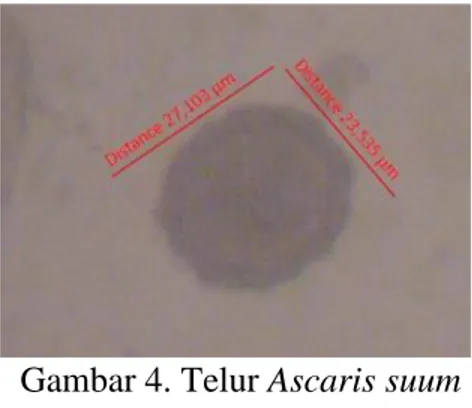 Gambar 5. Telur Trichuris suis  (perbesaran 10 x 10) 