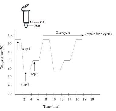Figure 3: PCR Temperature Cycling Profile.14  