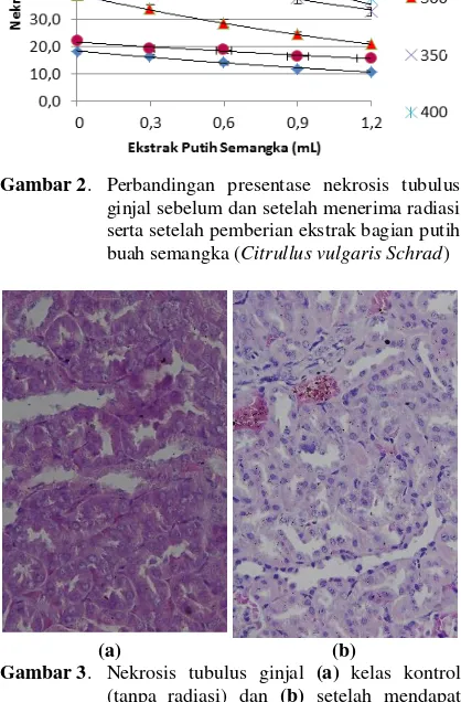 Gambar 2 . Perbandingan presentase nekrosis tubulus ginjal sebelum dan setelah menerima radiasi serta setelah pemberian ekstrak bagian putih buah semangka (Citrullus vulgaris Schrad) 