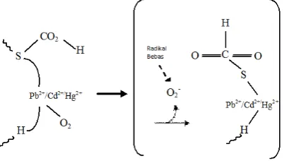 Gambar 4. Reaksi Pb, Cd, Hg dengan protein [10]. 