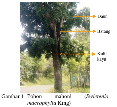 Gambar 1 Pohon 