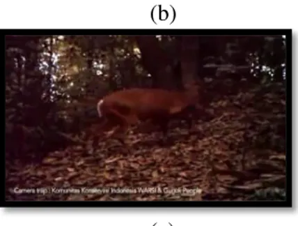 Gambar 15. Macam-macam hewan berdasarkan  jenis  makanannya  yang  ada  di  hutan  adat guguk (a) Karnivora (b) Herbivora  (c) Omnivora 