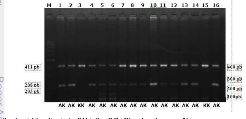 Gambar 6 Visualisasi pita DNA Gen DGAT1 pada gel agarose 2%. 