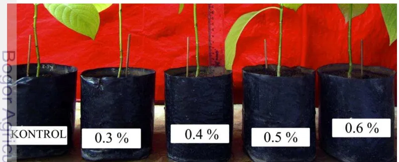 Gambar 3 Perbedaan besar diameter bibit jabon yang diberi perlakuan penyemprotan pupuk daun organik X selama 16 minggu pengamatan 