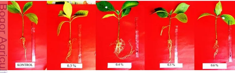 Tabel 4  Pengaruh penyemprotan pupuk daun organik X terhadap berat basah pucuk dan akar, dan berat kering pucuk dan akar bibit jabon 