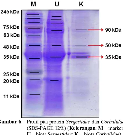 Gambar  6.  Profil pita protein Sergestidae dan Corbulidae 
