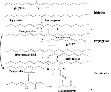 Figure 2. MDA formation through lipid peroxidation 
