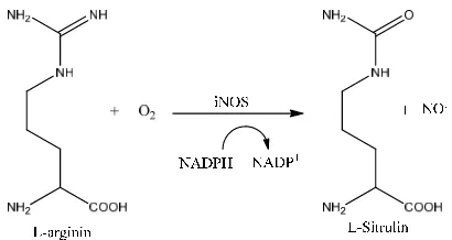 Figure 3.  Catalysis reaction of NO• formation by iNOS  