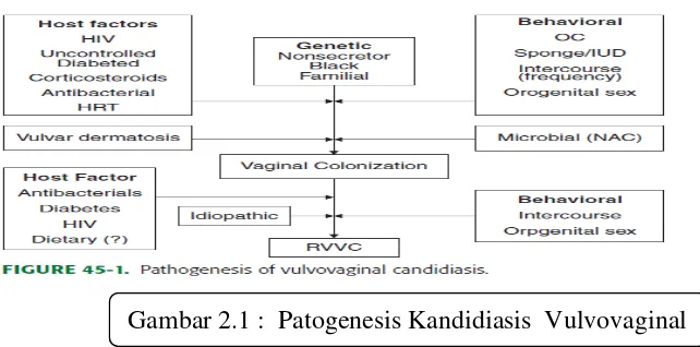 Gambar 2.1 :  Patogenesis Kandidiasis  Vulvovaginal 