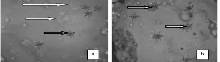 Figure 3 . Microgaph of SEM of fly ashes before activation (a) Microgaph of SEM of fly ashes after activation (b)           impurities on the surface of adsorbent,          pore