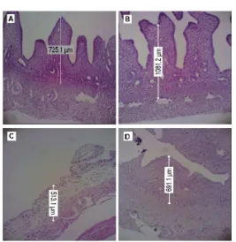 Figure 2 (right).  tissue (100x, H&E / hematoxylin and eosin staining) in different groups: (a) representing the normal endometrial thickness and structure in the control group and (b) shows an increase in the endometrial thickness in the mice treated to kepel pulp extract dose 0.65 mg/kg BW, (c) and (d) shows an decrease in the endometrial thickness in the mice treated to kepel pulp extract dose 1.3 mg/kg BW and 2.6 mg/kg BW respectively (photo was taken Micrographs of mice’s uterus with 100x magnification) 