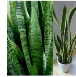 Figure 1. (right) 