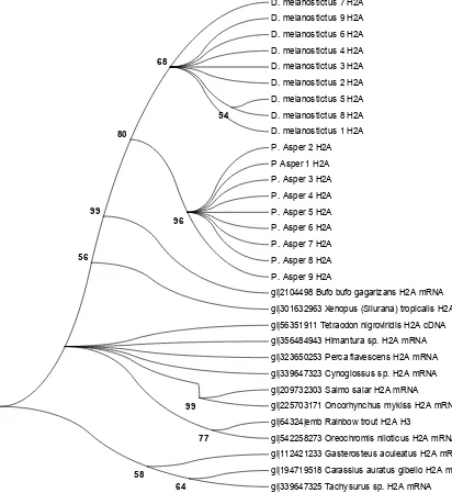 Figure 4.  Phylogenetic tree from nucleotide sequences of histone H2A of D. melanostictus and P