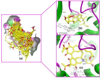 Figure 5. The superposition of (a) 27 ligands in Chaetomium sp., the pose of (b) HWergos58, and (c) HP1 at the binding site of 3EQM