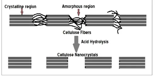 Figure 2. Acid hydrolisis illustration[4]. 