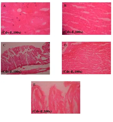 Gambar 5.6. Hasil pewarnaan larutan serbuk akar kunyit dan eosin (Cdv-E) pada 